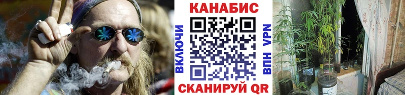 Конопля гибрид  Староминская 